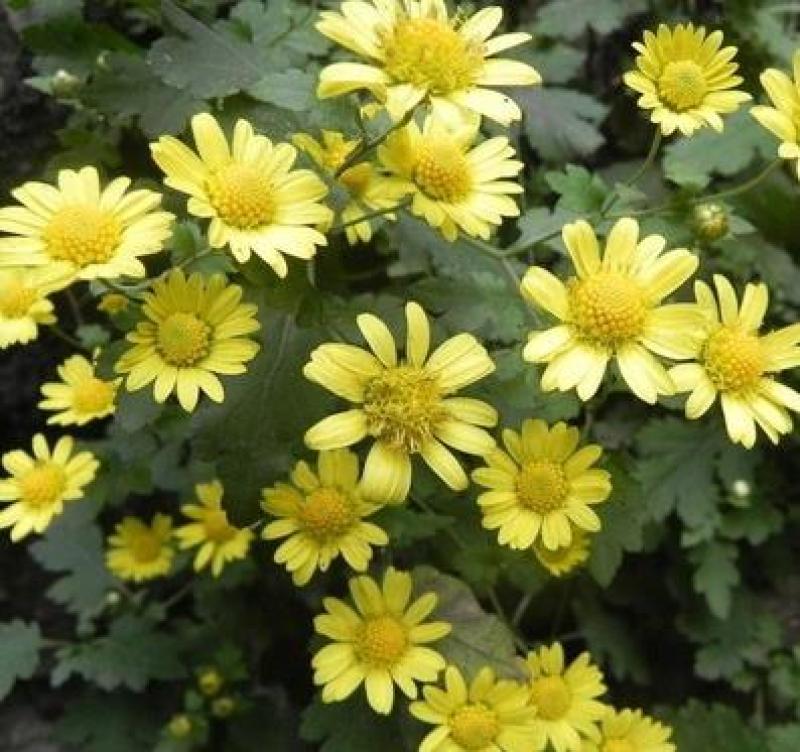 野菊花种子多年生植物花种子四季种野黄菊花种子花草种子