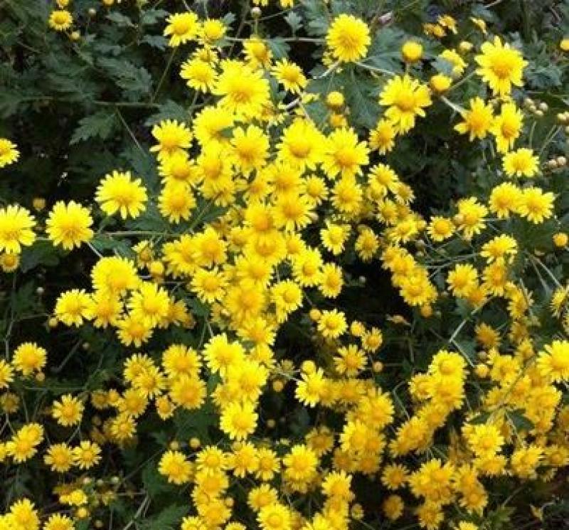 野菊花种子多年生植物花种子四季种野黄菊花种子花草种子