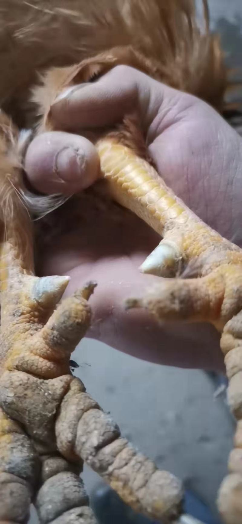 长年供货，高品质，高质量！高端食材，满足高端客户的需求！