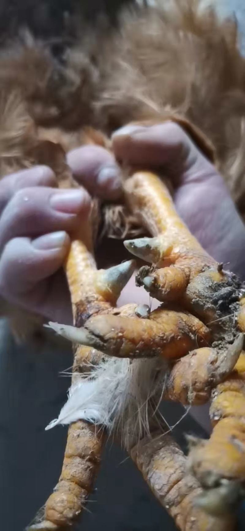 长年供货，高品质，高质量！高端食材，满足高端客户的需求！