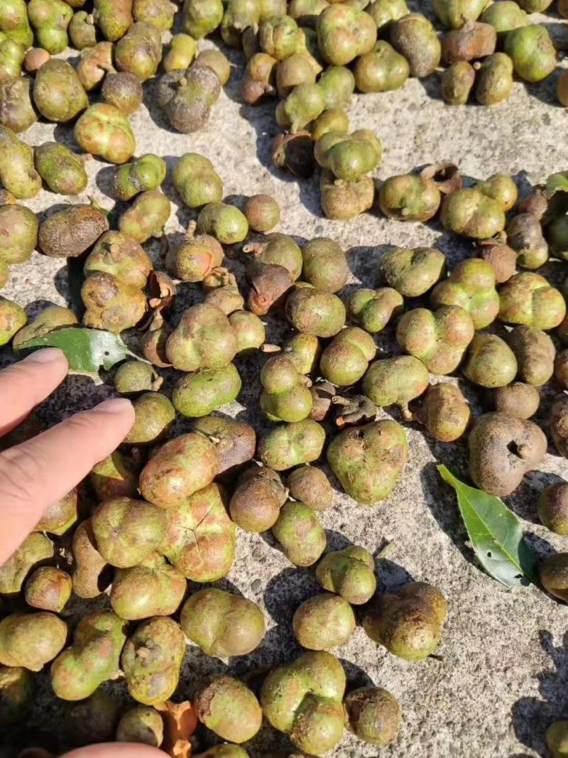 红茶壳，瑶山野生红茶壳，存放5年，一手货源，品质保证