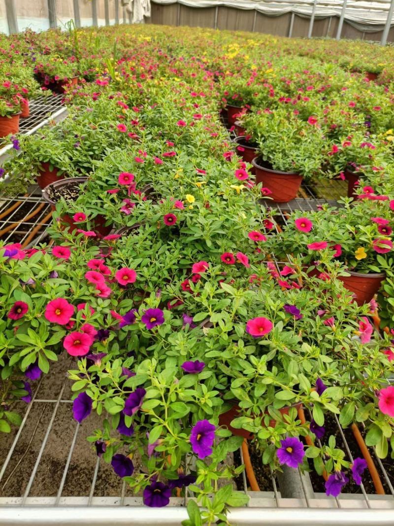 舞春花自产自销舞春花种植基地舞春花一手货源