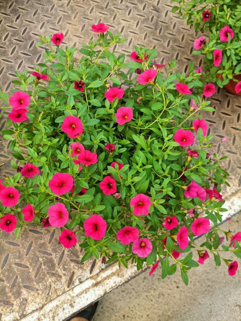 舞春花自产自销舞春花种植基地舞春花一手货源