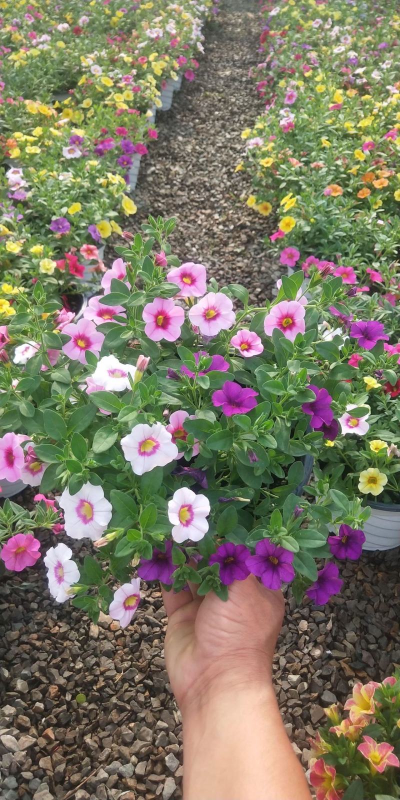 舞春花自产自销舞春花种植基地舞春花一手货源