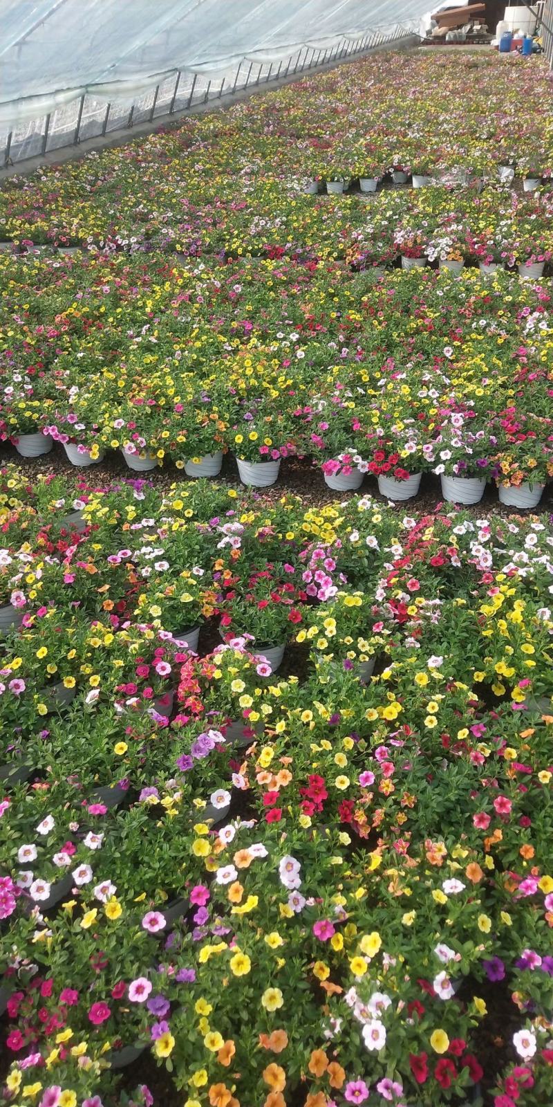 舞春花自产自销舞春花种植基地舞春花一手货源