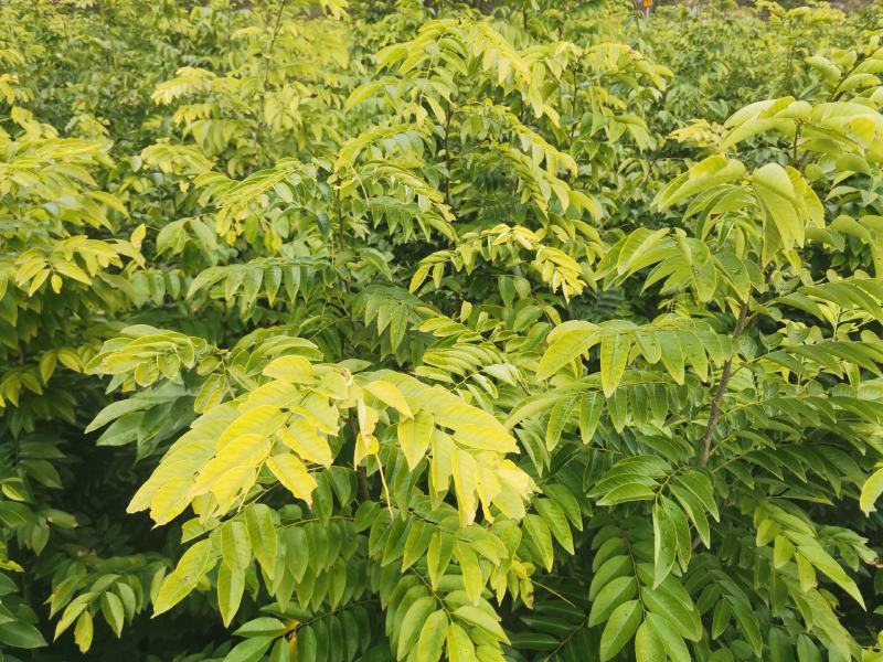 黄花梨苗，正宗海南黄花梨苗，黄花梨小苗，有70万苗