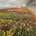 芹叶牡丹自产自销芹叶牡丹60万低价处理
