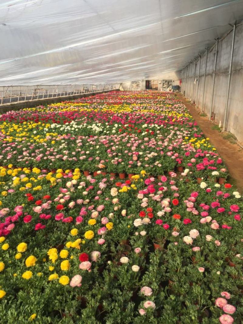 芹叶牡丹自产自销芹叶牡丹60万低价处理