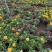 芹叶牡丹自产自销芹叶牡丹60万低价处理