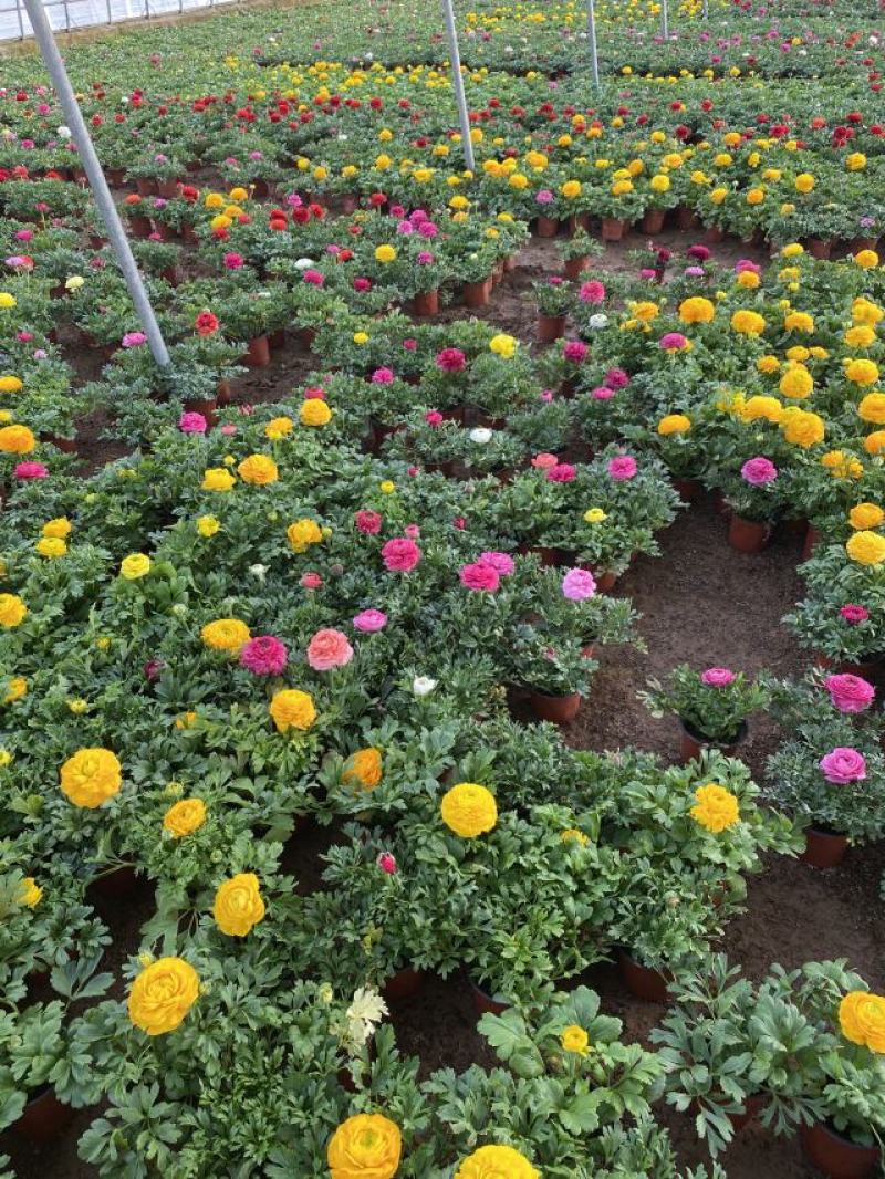 芹叶牡丹自产自销芹叶牡丹60万低价处理