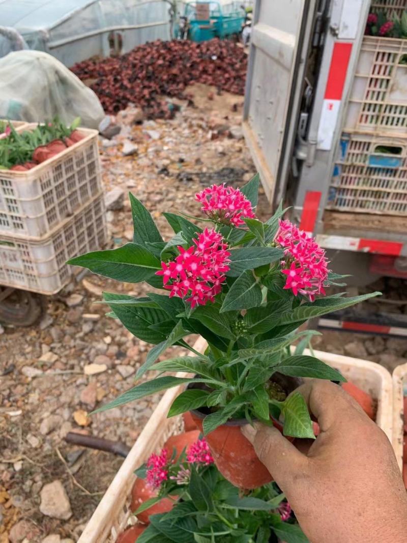 繁星花自产自销繁星花种植基地