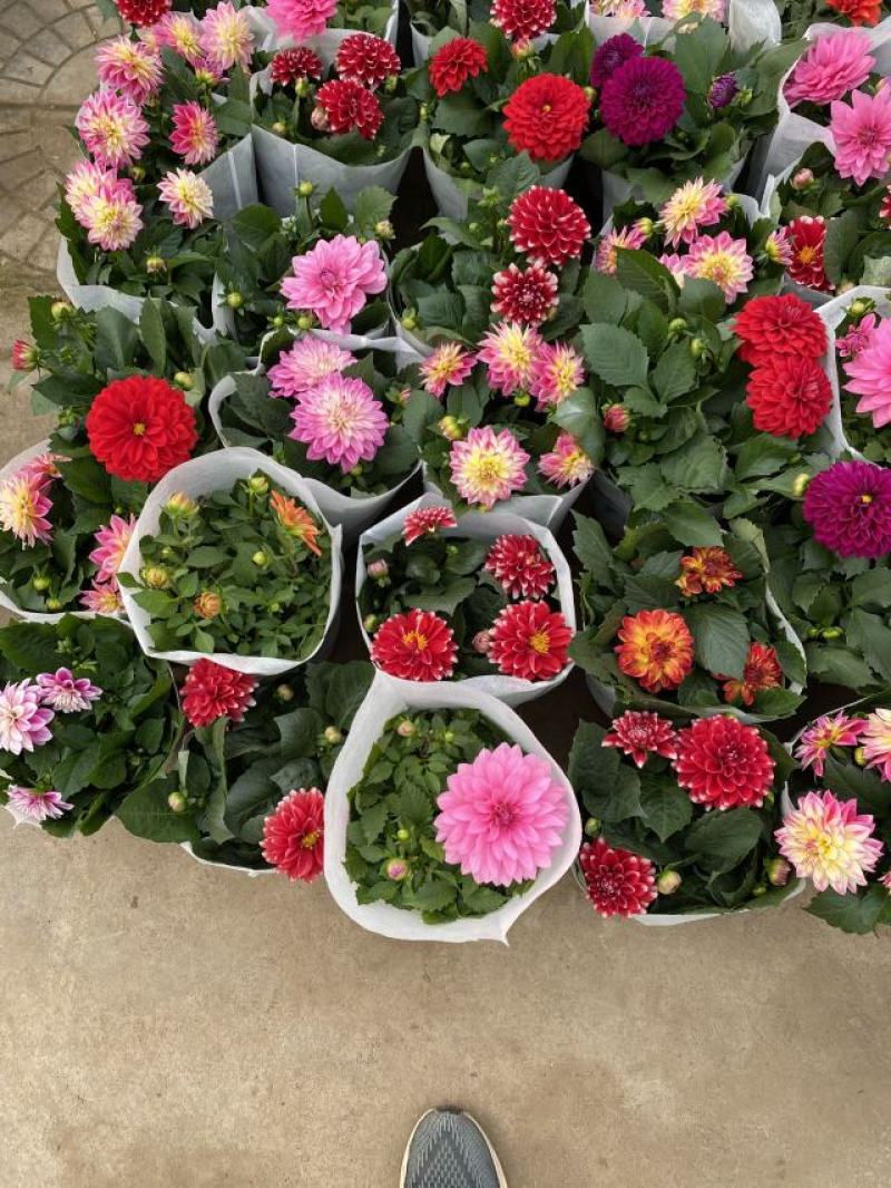 小丽花种植基地小丽花自产自销小丽花批发