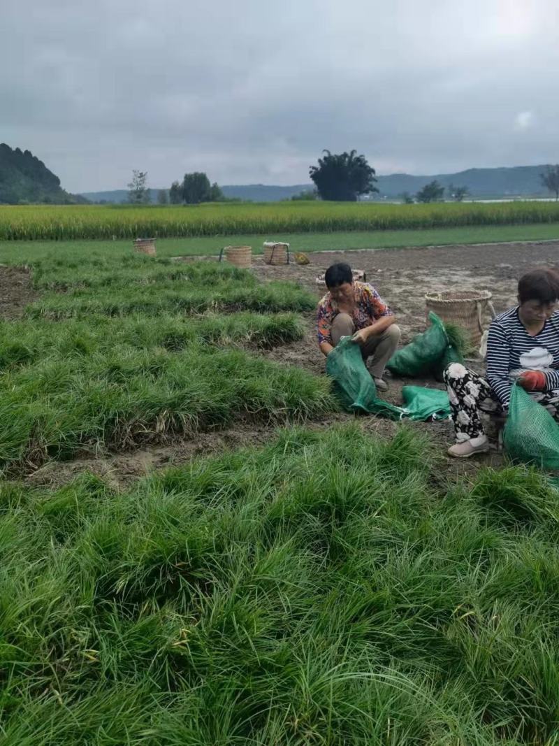 四川麦冬苗川麦冬草坪绿化苗一手货源基地直发量大价优