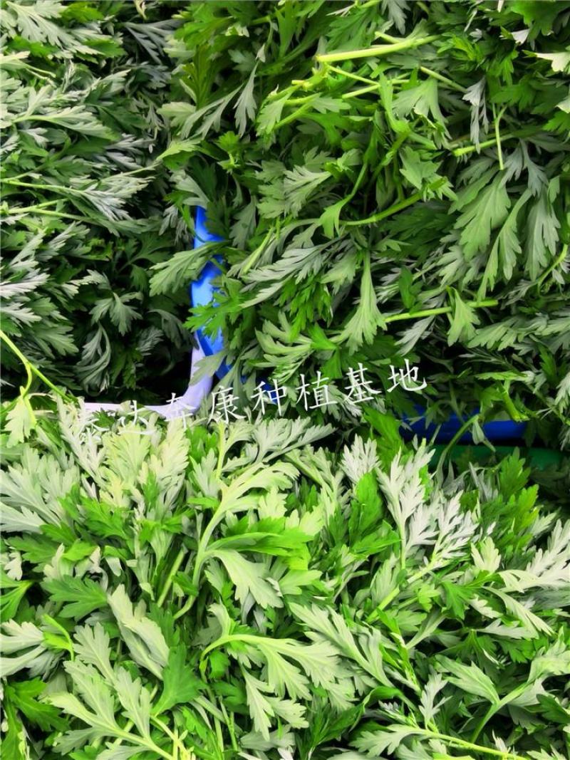 梅州兴宁新鲜艾叶草青团糍粑清明果原材料基地下单现摘。