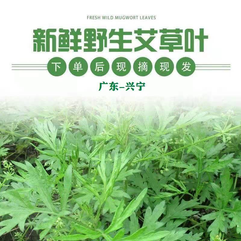 梅州兴宁新鲜艾叶草青团糍粑清明果原材料基地下单现摘。