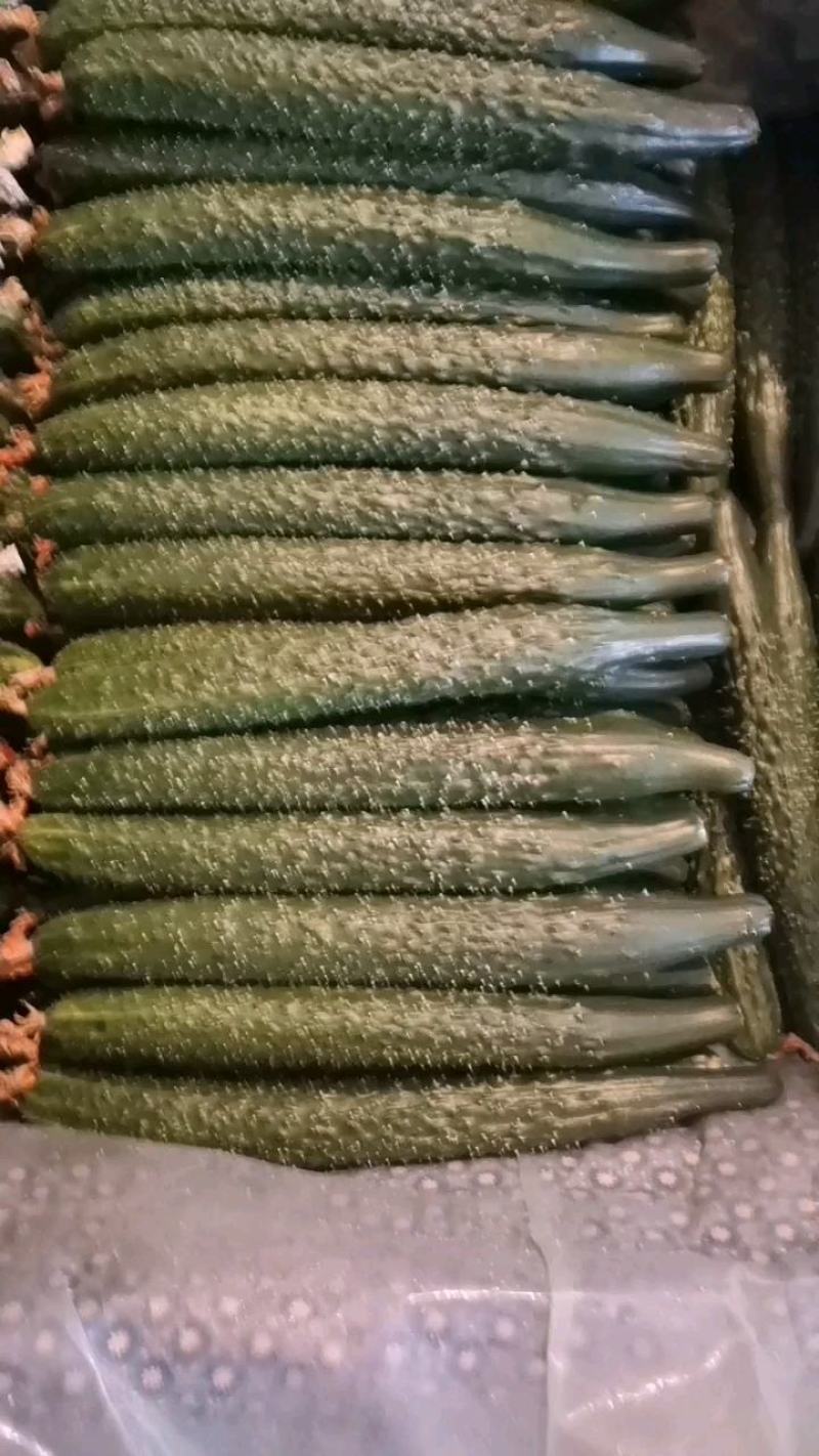 辽宁黄瓜密刺黄瓜物美价廉品质优良供各大商超