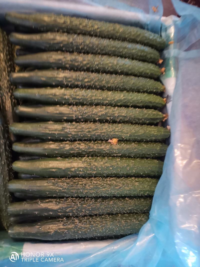 辽宁黄瓜密刺黄瓜物美价廉品质优良供各大商超