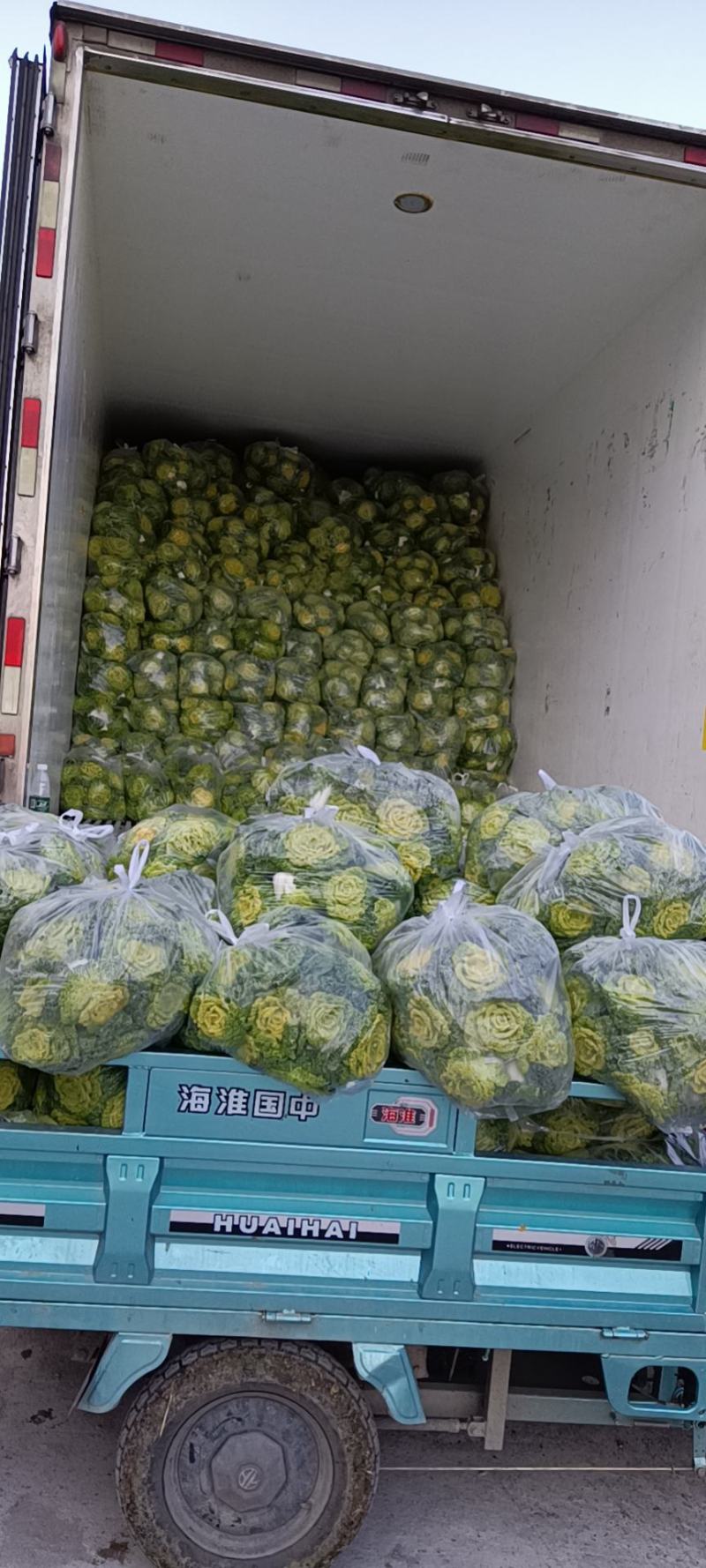 精品大棚黄心菜
