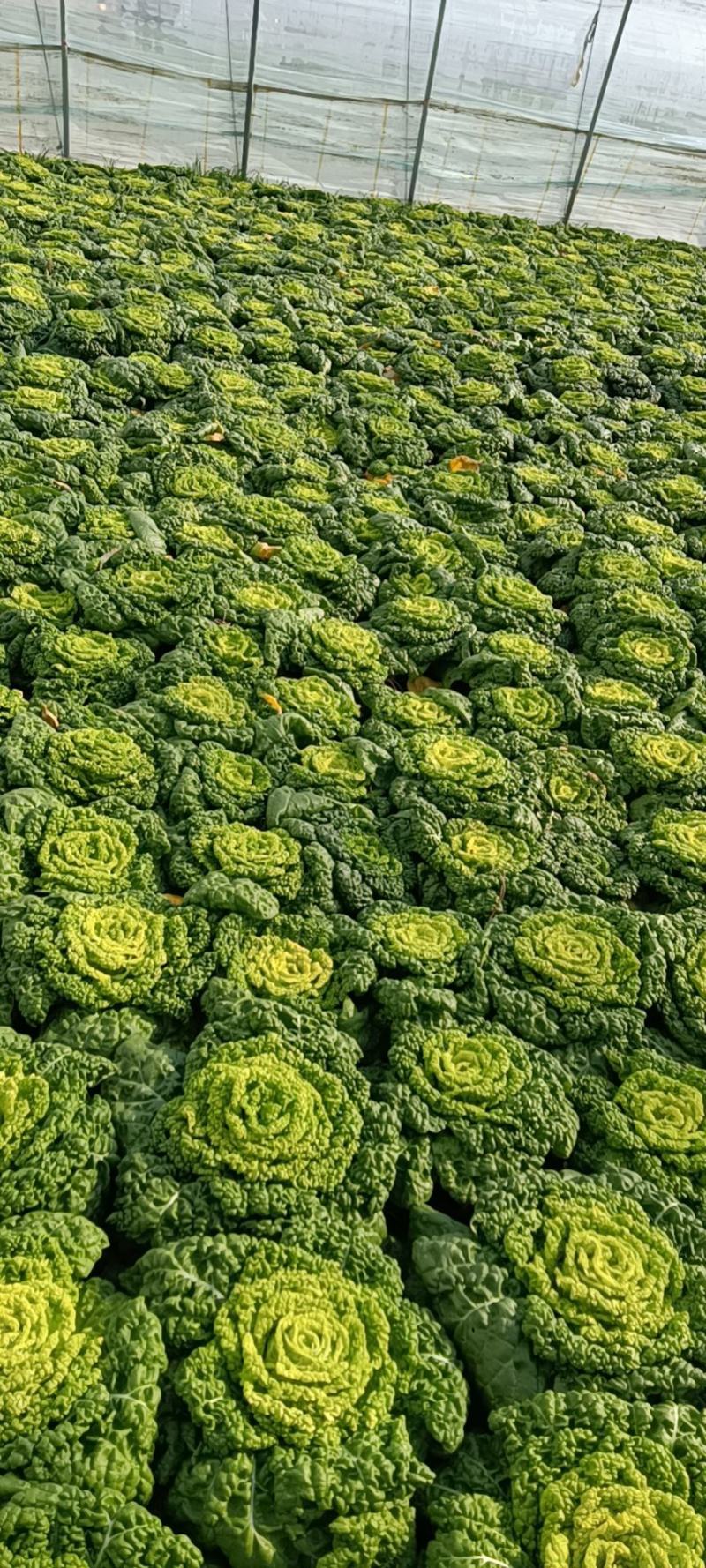 精品大棚黄心菜