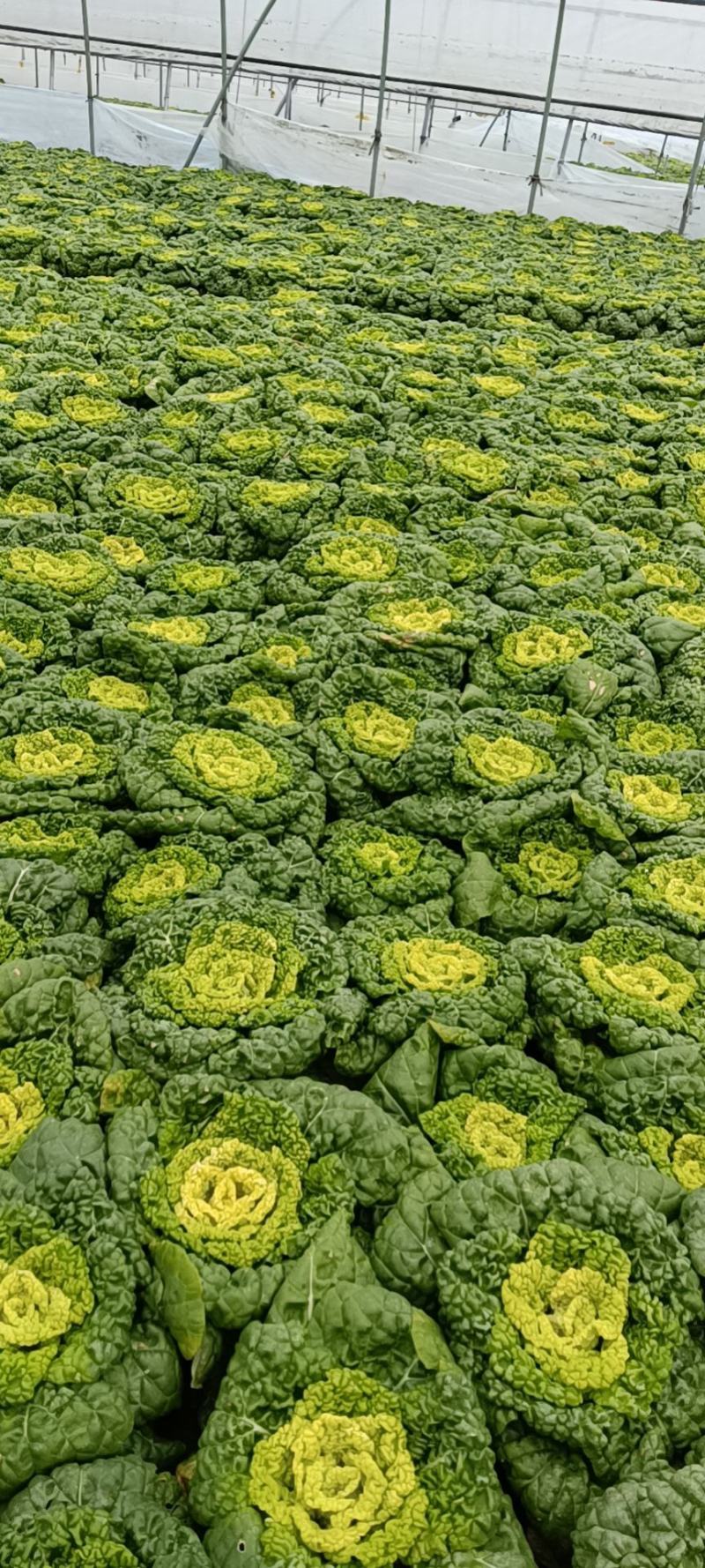 精品大棚黄心菜