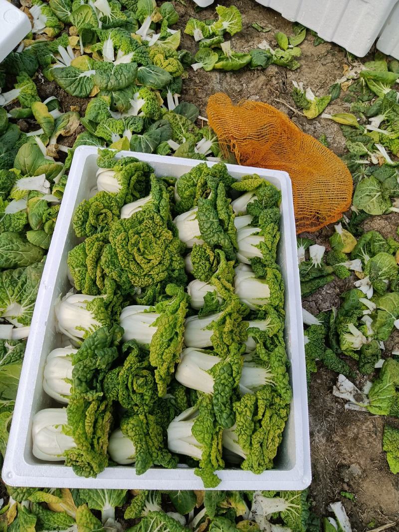 精品大棚黄心菜