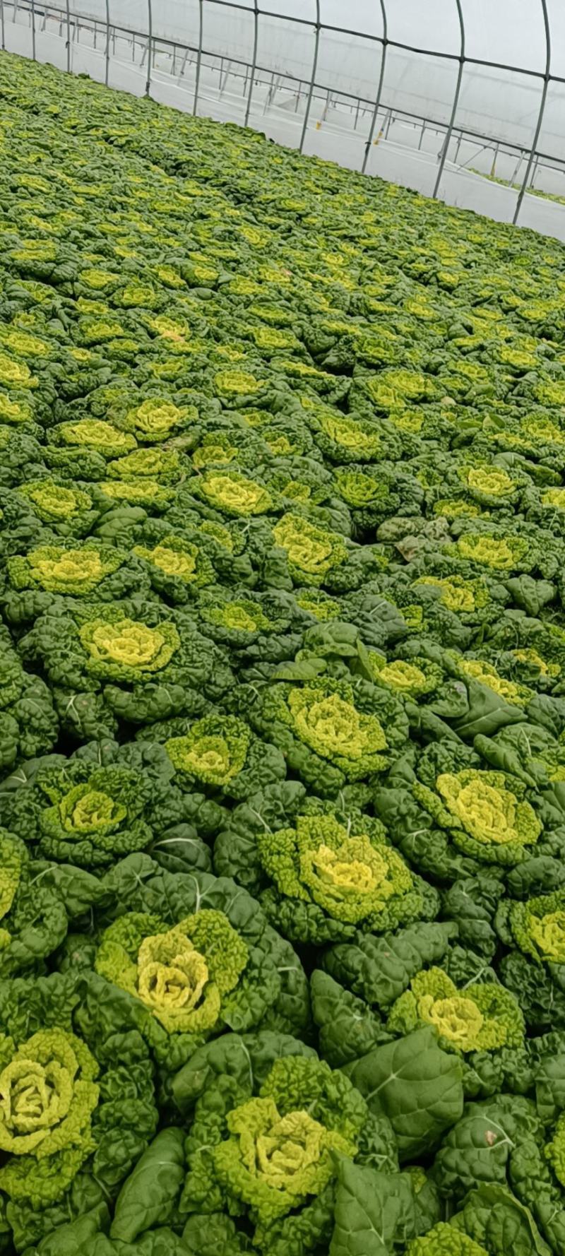 精品大棚黄心菜