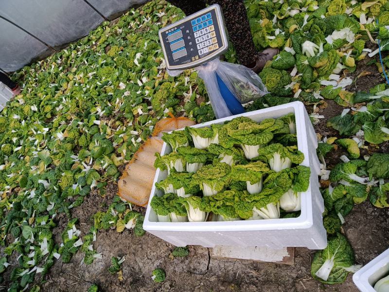 精品大棚黄心菜