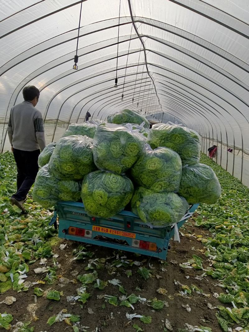 精品大棚黄心菜