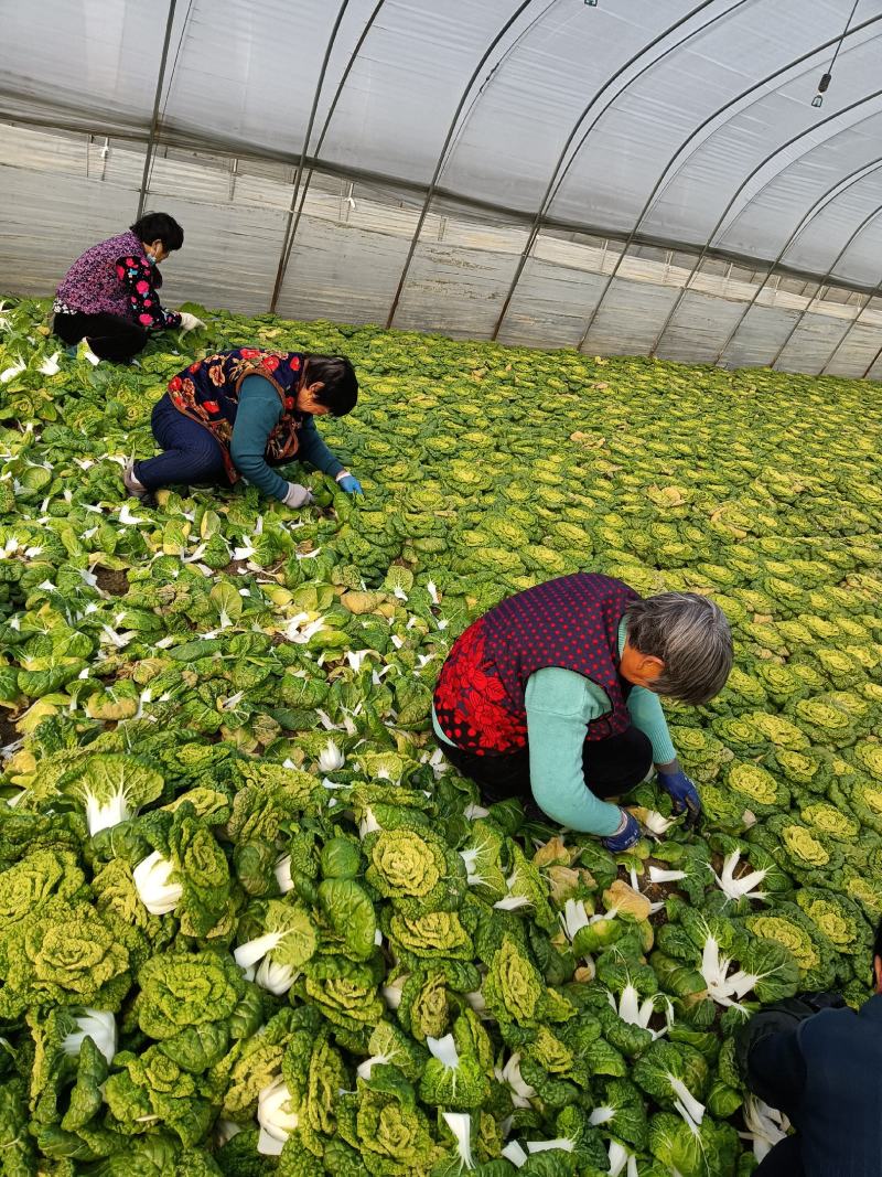 精品大棚黄心菜