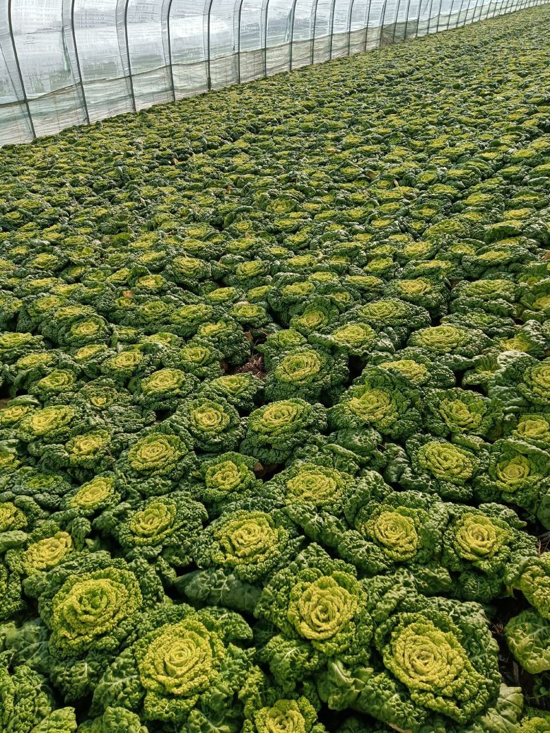 精品大棚黄心菜