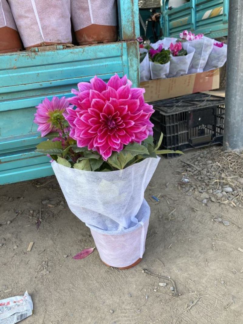 大丽花自产自销大丽花种植基地大丽花低价处理