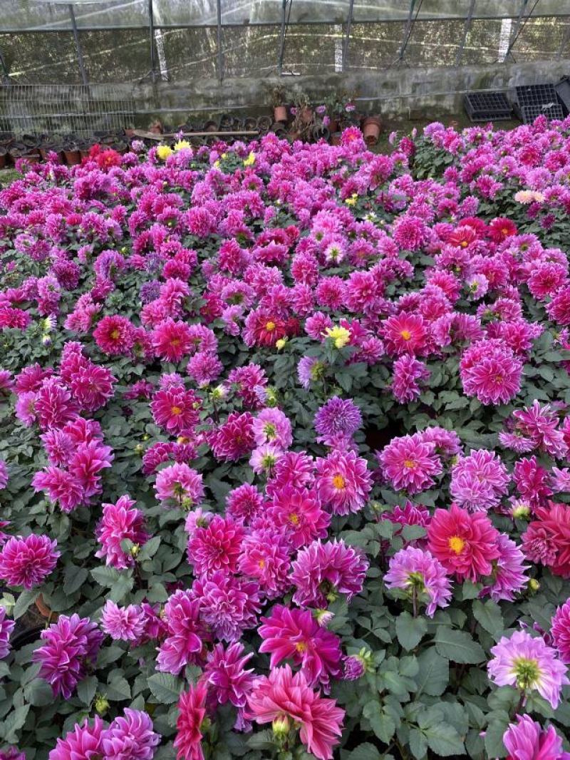 大丽花自产自销大丽花种植基地大丽花低价处理