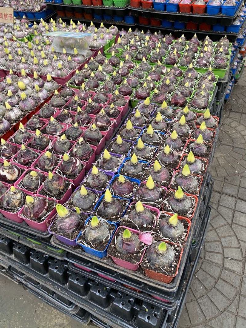 风信子种植基地风信子自产自销风信子低价处理