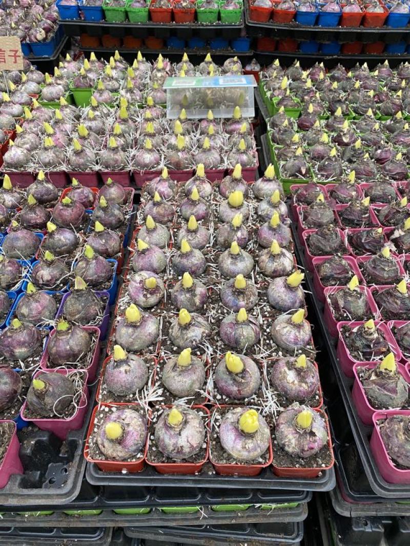 风信子种植基地风信子自产自销风信子低价处理
