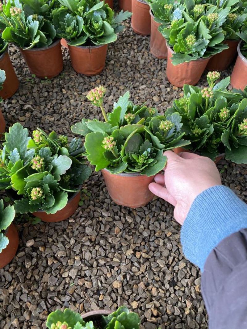 长寿花自产自销长寿花农户直销。20万低价处理。
