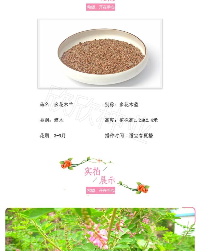 多花木兰种子护坡灌木种子蜜源植物五倍子树种子可做牧草种子