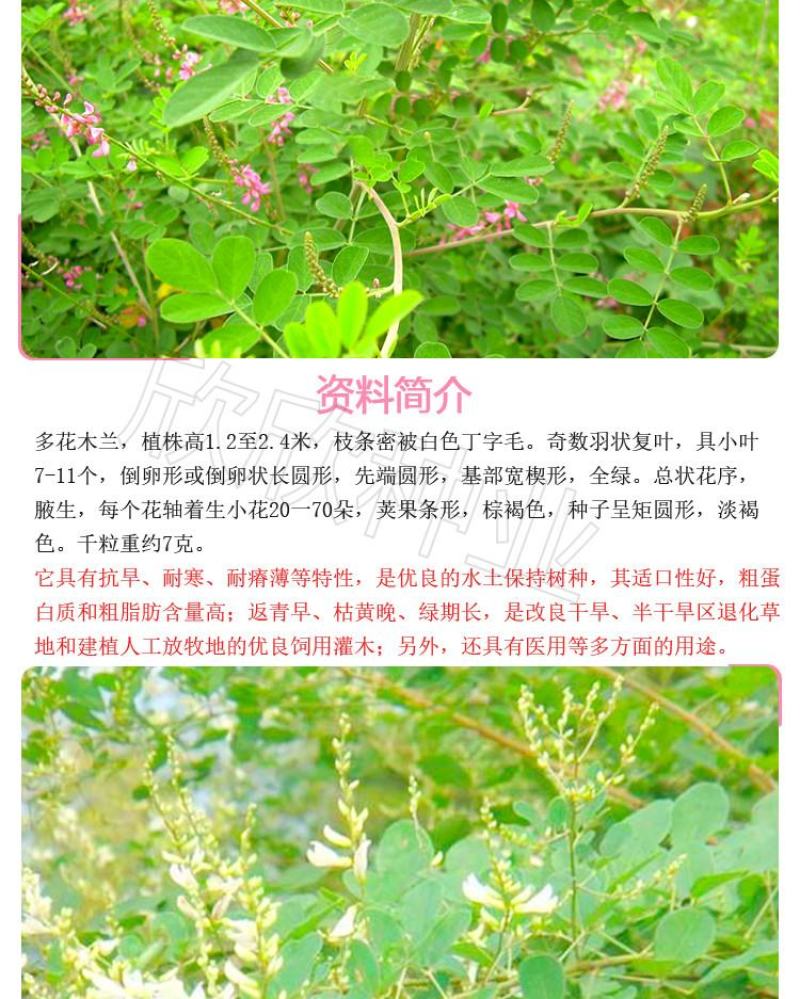 多花木兰种子护坡灌木种子蜜源植物五倍子树种子可做牧草种子