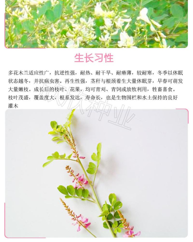 多花木兰种子护坡灌木种子蜜源植物五倍子树种子可做牧草种子