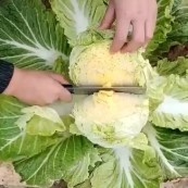 【大白菜】大量热销中✔4-6斤净菜✔质量好价格优欢迎选购