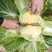 【大白菜】大量热销中✔4-6斤净菜✔质量好价格优欢迎选购