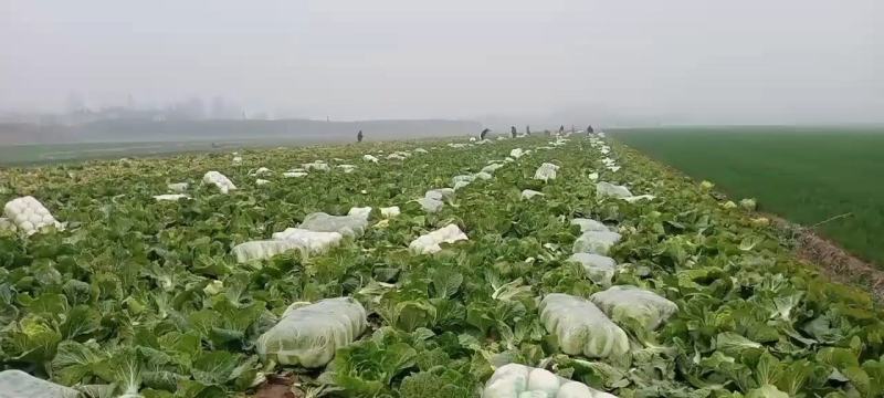 【大白菜】大量热销中✔4-6斤净菜✔质量好价格优欢迎选购