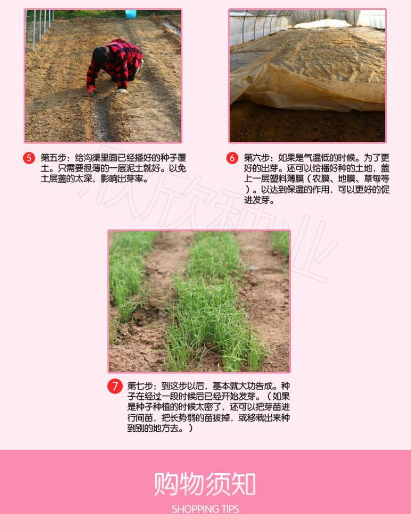 多花木兰种子护坡灌木种子蜜源植物五倍子树种子可做牧草种子