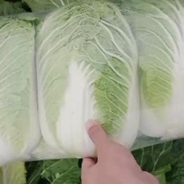 【精品】高山大白菜原产地发货鲜货上市中质量保证价格美丽