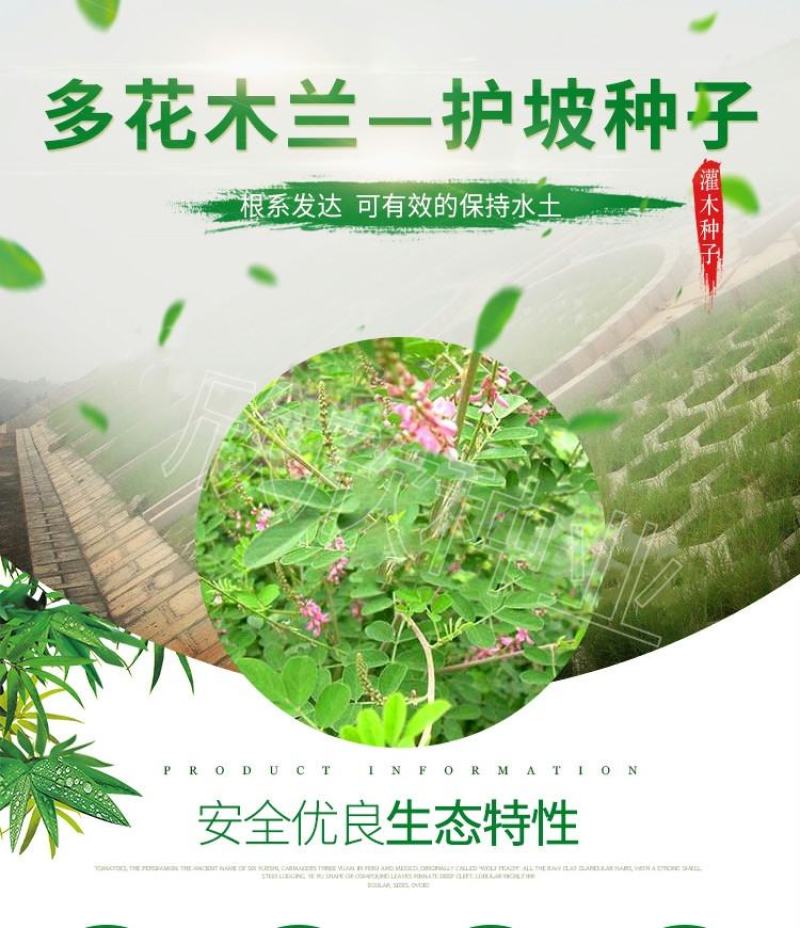 多花木兰种子护坡灌木种子蜜源植物五倍子树种子可做牧草种子