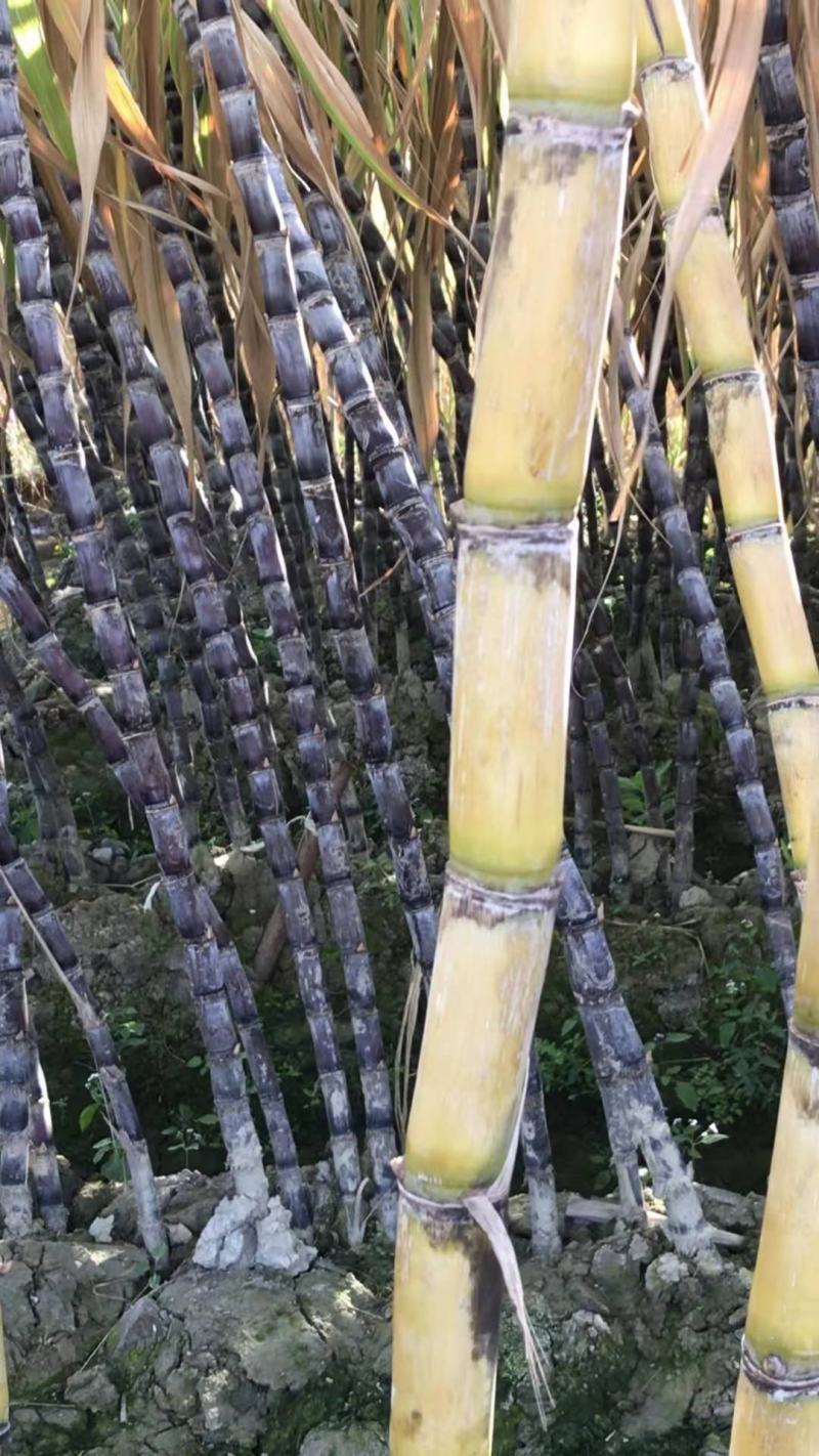 黄皮甘蔗，黑皮甘蔗，竹蔗