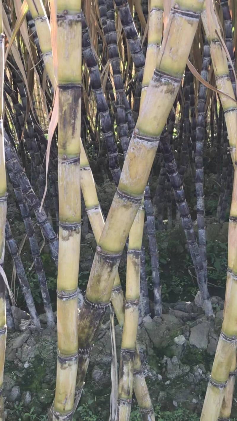黄皮甘蔗，黑皮甘蔗，竹蔗