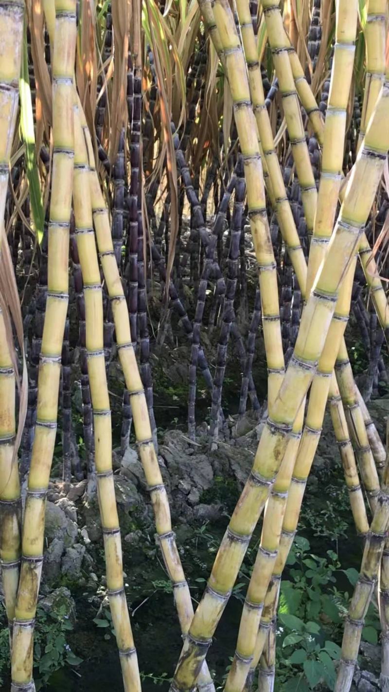黄皮甘蔗，黑皮甘蔗，竹蔗