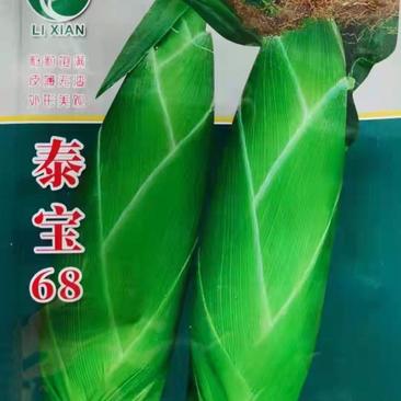 泰系泰宝68甜玉米种子，皮薄无渣，口感好，品质优良，丰产