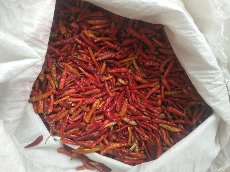 干辣椒