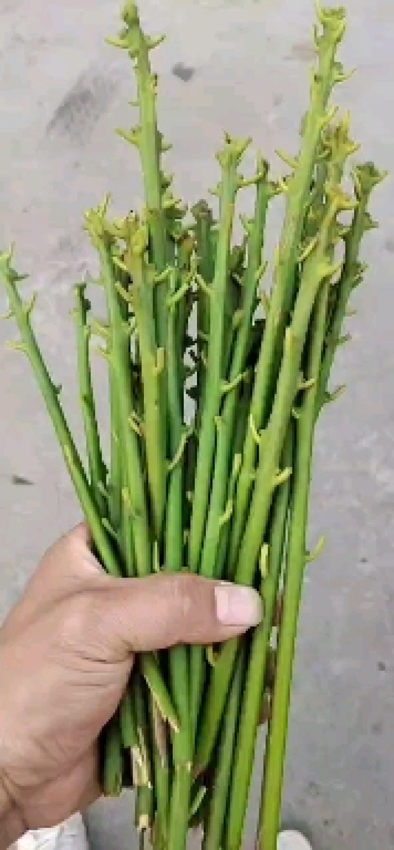 木王品种